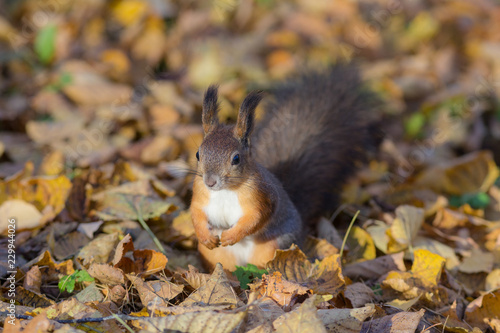 squirrel among autumn leaves