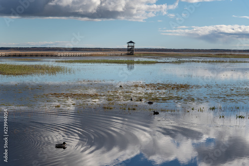 Bird watcing tower and footbridge on Liepaja lake, Latvia. photo