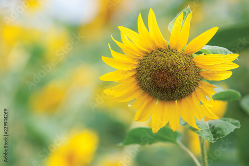 Sunflowers field - Helianthus annuus