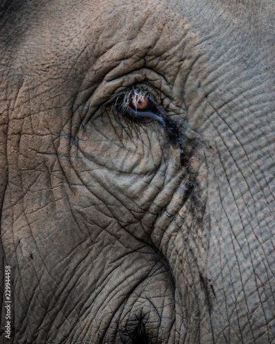 close up of an elephant © Elias