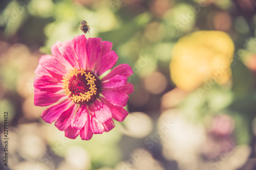 Bunte rosa Blumen in der Abendsonne, Kroatien