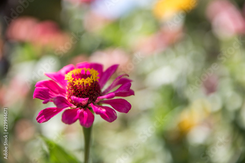 Bunte rosa Blumen in der Abendsonne, Kroatien