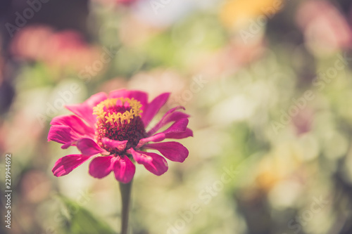 Bunte rosa Blumen in der Abendsonne, Kroatien