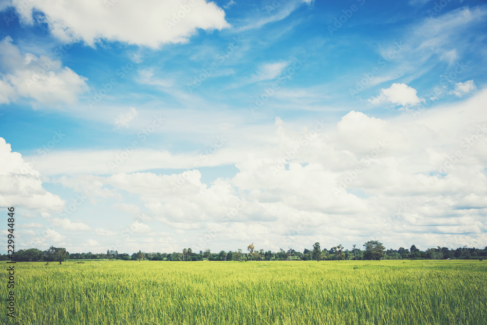 landscape of sky with rice fields, soft pastel vintage style