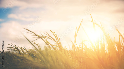 Blurred rice field backgrounds with sunlight, pastel vintage style