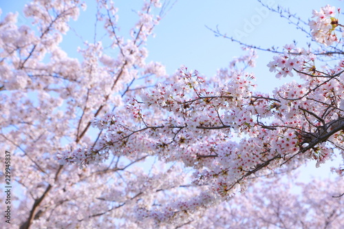 桜