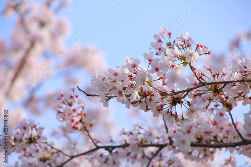 桜