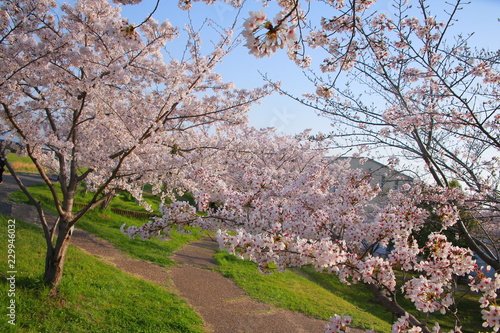 桜