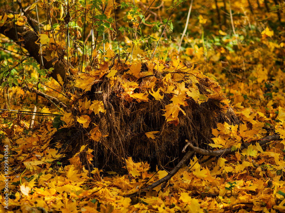 Tree stump in autumn