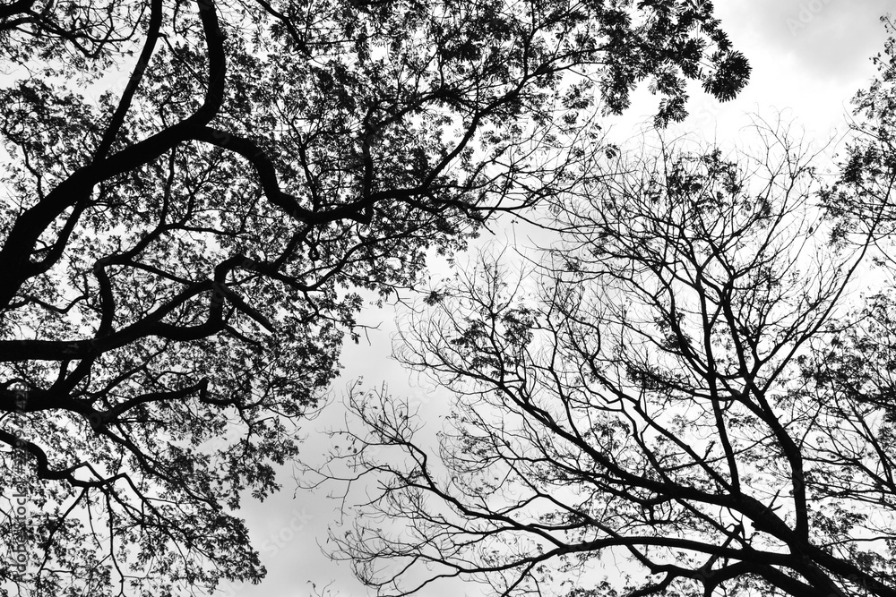 Looking up in Forest - Tree branches nature abstract - monochrome Looking up in Forest - Tree branches nature abstract - monochrome