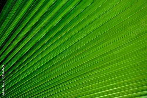 Lines and textures of green palm leaves