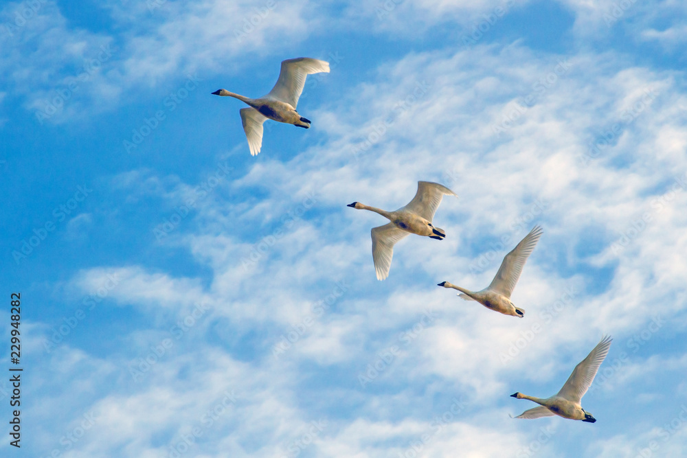 Obraz premium Geese