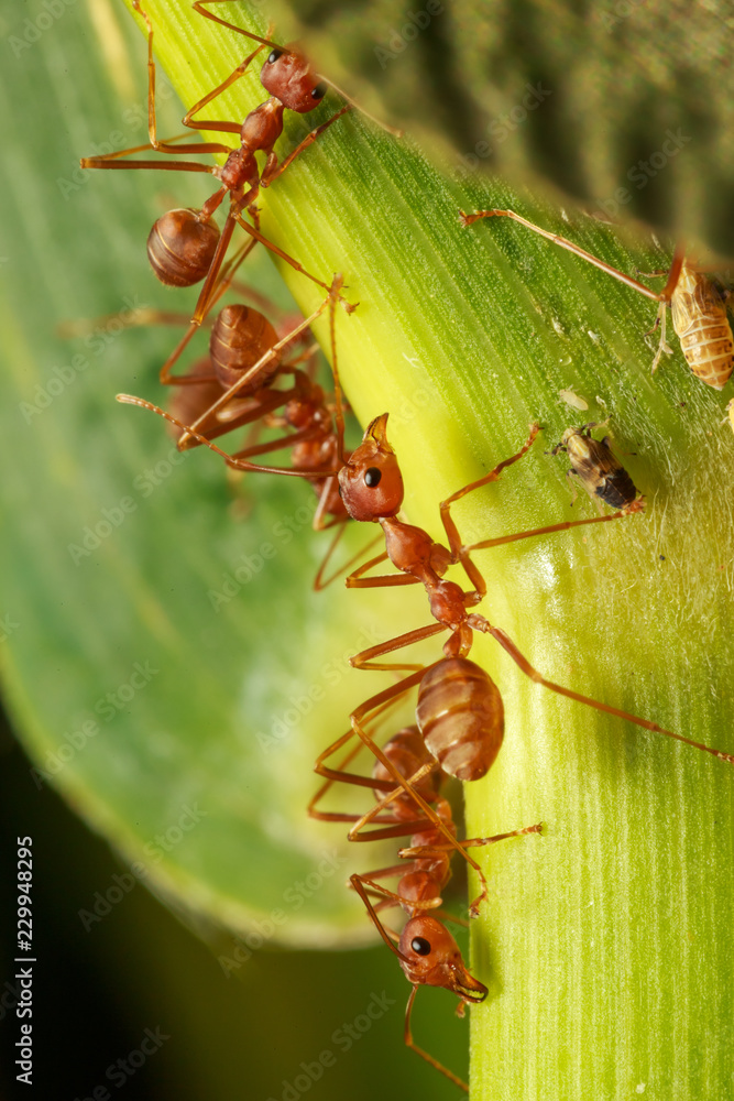The group of ants on the planet The group of ants on the planet