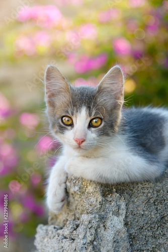 Fototapeta Naklejka Na Ścianę i Meble -  Kitten resting on a rock in front of pink flowers, Rhodes, Greece