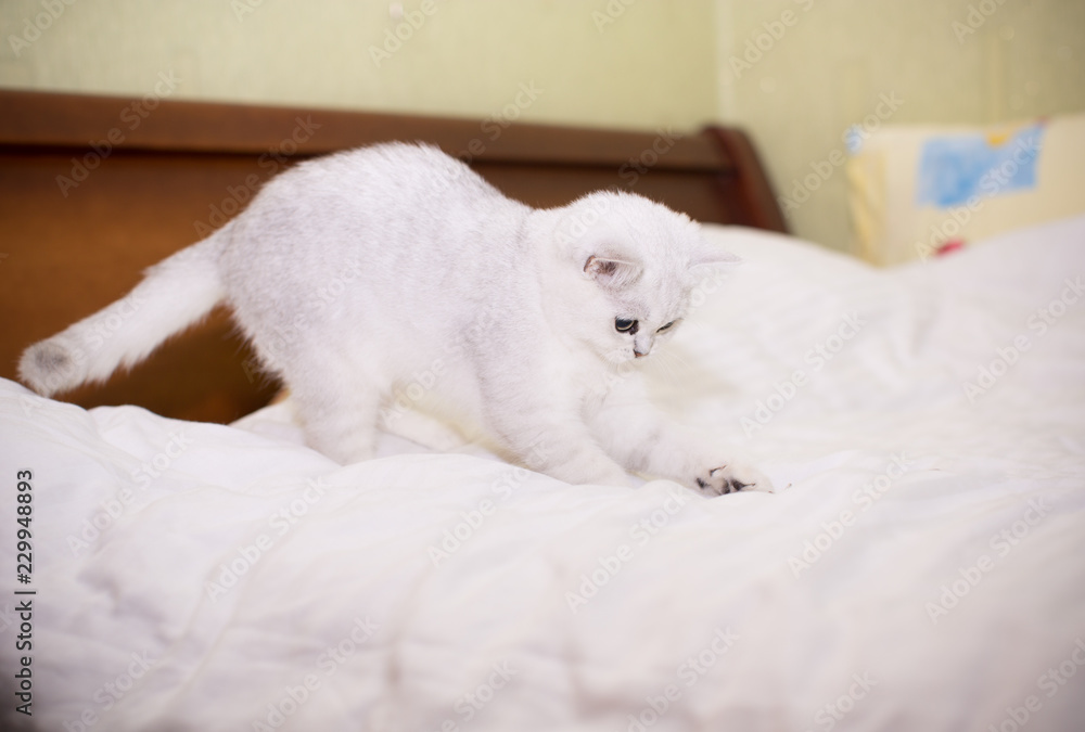 beautiful young cat breed Scottish chinchilla straight beautiful young cat breed Scottish chinchilla straight
