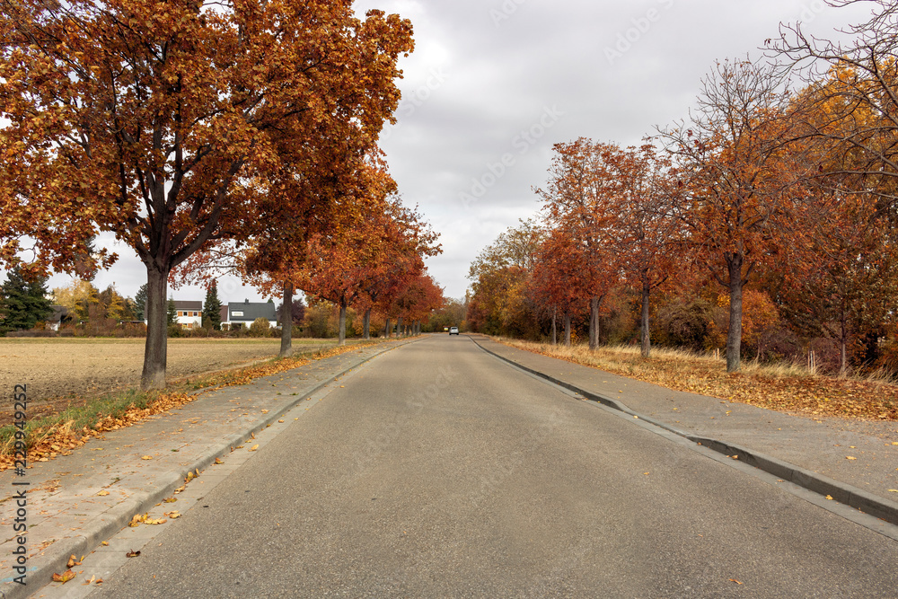 Landstraße im Herbst in Frankenthal (Pfalz) Landstraße im Herbst in Frankenthal (Pfalz)