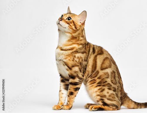 Foto adult bengal cat looks