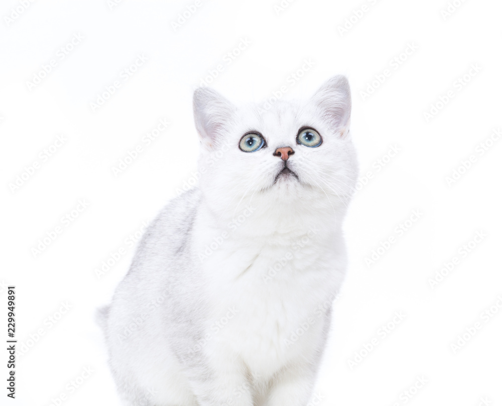 beautiful young cat breed Scottish chinchilla straight beautiful young cat breed Scottish chinchilla straight