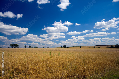 field and blue sky