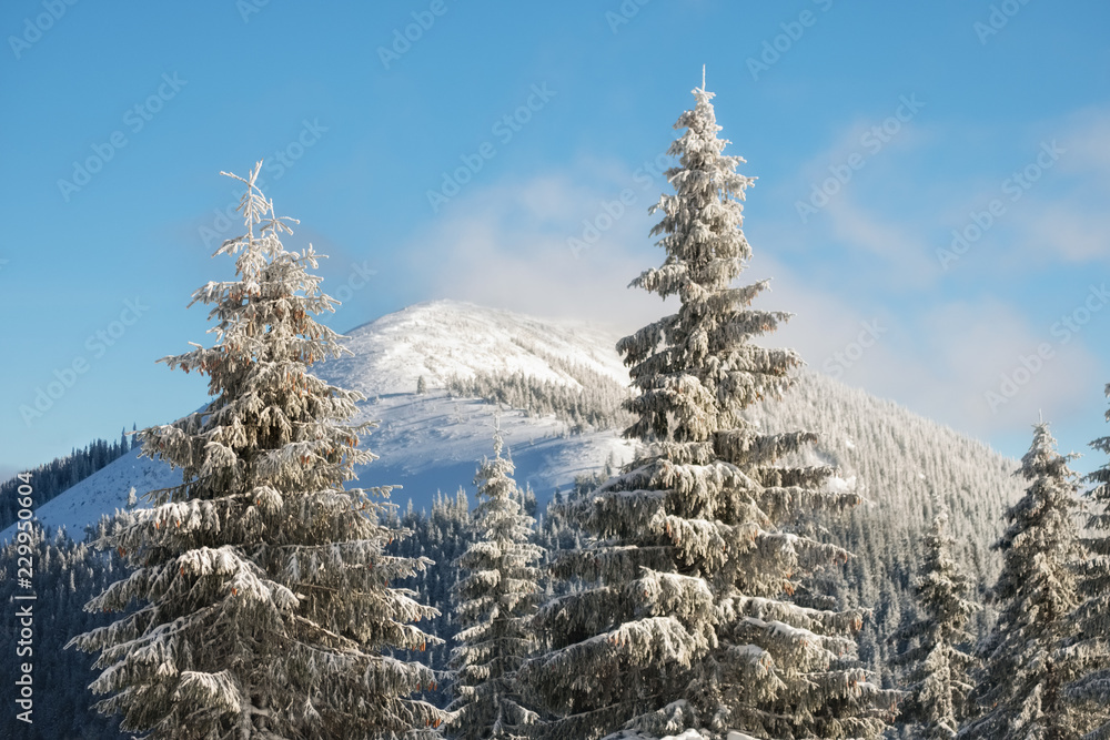 Obraz premium Winter landscape of a mountain hill. Fir trees covered with snow.