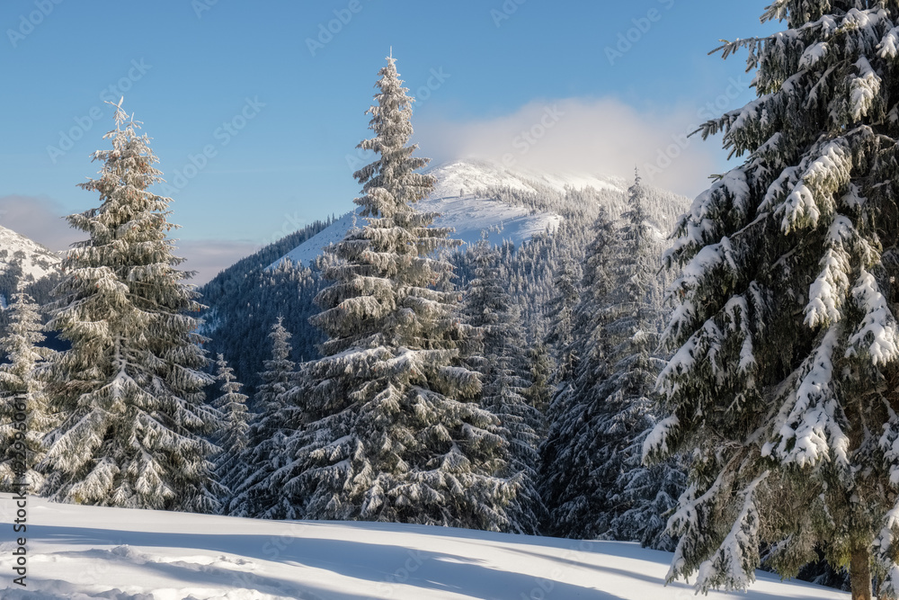 Winter landscape of a mountain hill. Fir trees covered with snow. Winter landscape of a mountain hill. Fir trees covered with snow.