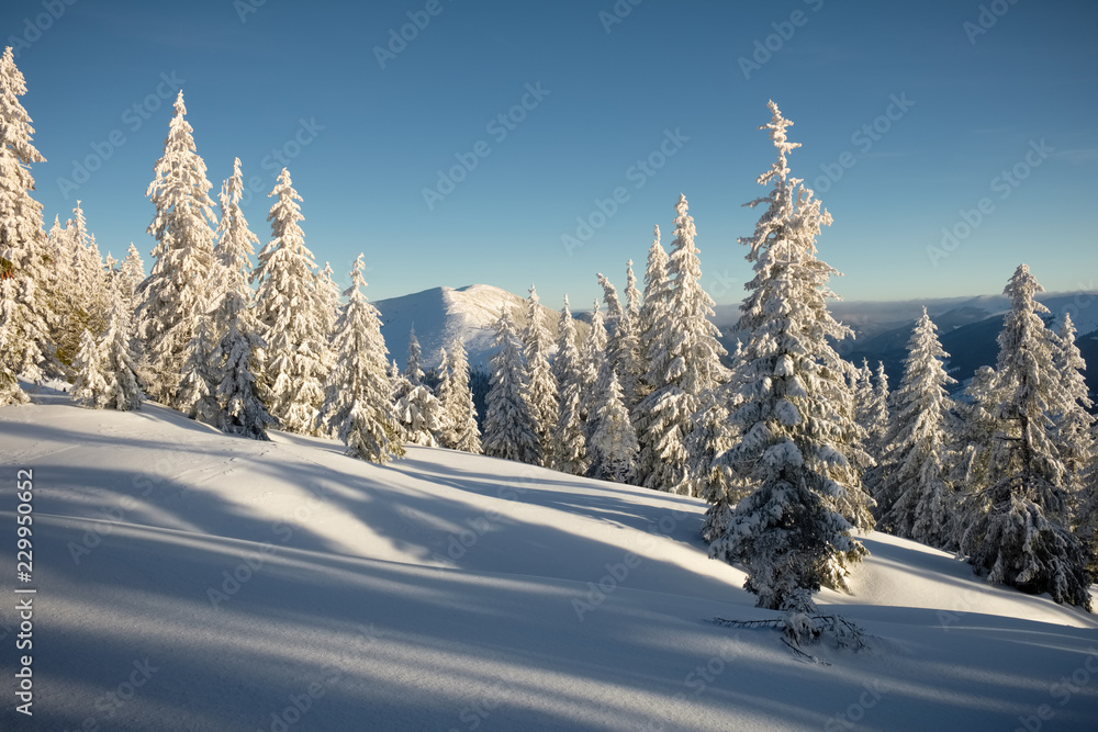 Winter landscape of a mountain forest. Clear blue sky over the forest. Mountain range at the background.