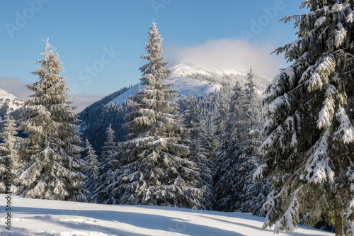 Winter landscape of a mountain hill. Fir trees covered with snow.