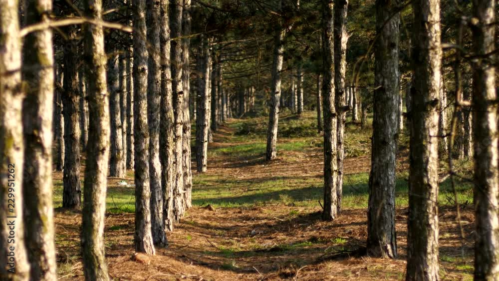 Magic coniferous pine forest - Ukrainian nature Magic coniferous pine forest - Ukrainian nature