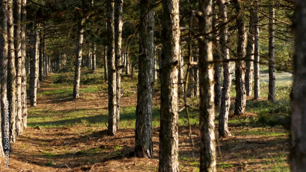 Magic coniferous pine forest - Ukrainian nature Magic coniferous pine forest - Ukrainian nature
