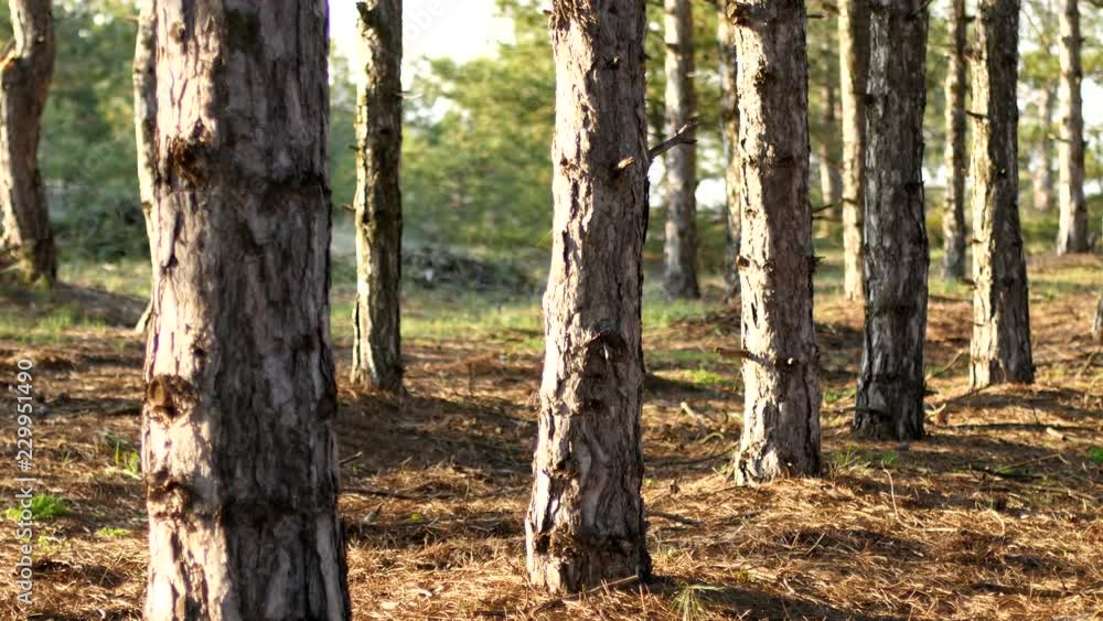 Magic coniferous pine forest - Ukrainian nature Magic coniferous pine forest - Ukrainian nature