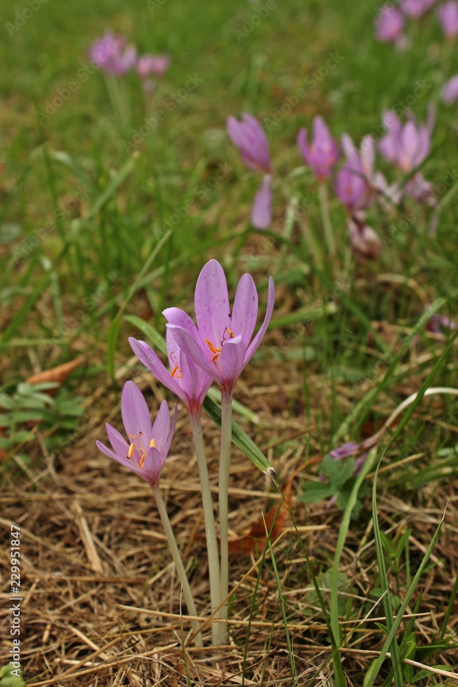 Blühende Herbstzeitlose (Colchicum autumnale) Blühende Herbstzeitlose (Colchicum autumnale)