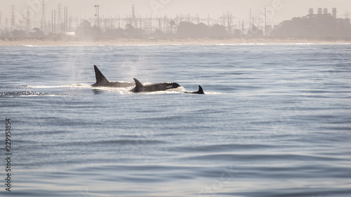 Orcas vor der Küste von Monterey in Kalifornien, USA © Christian Horras