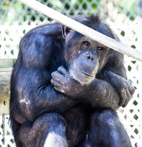 Sad Lonely Zoo Chimpanzee Monkey Face Expression