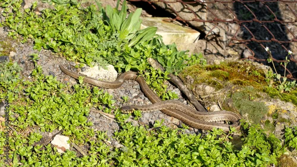 Yellow-bellied snakes during the mating season Yellow-bellied snakes during the mating season
