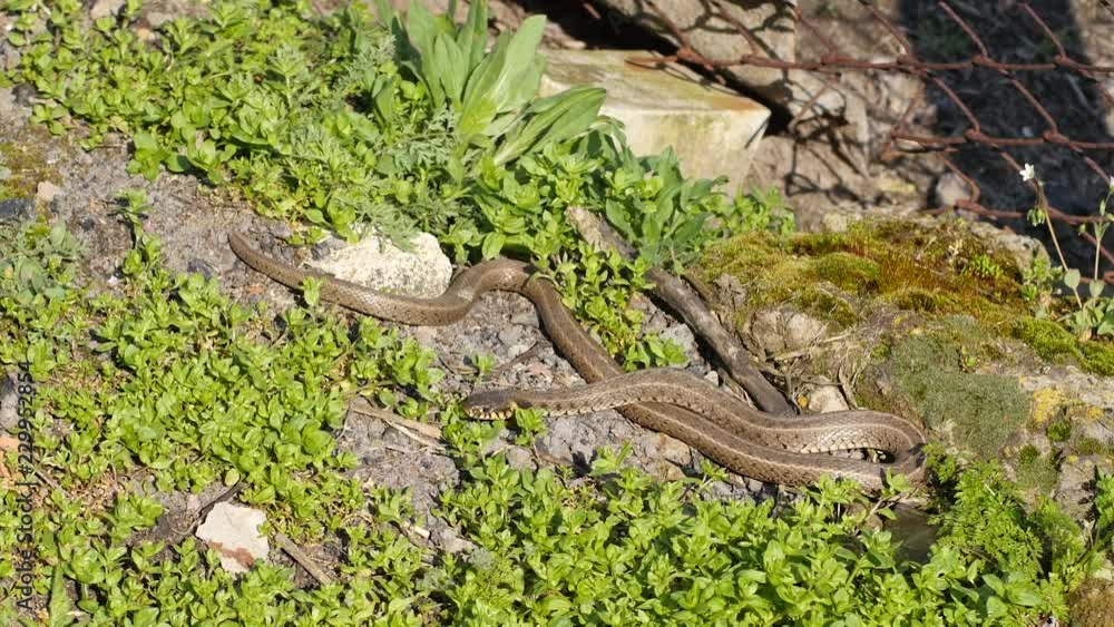 Yellow-bellied snake during the mating season Yellow-bellied snake during the mating season