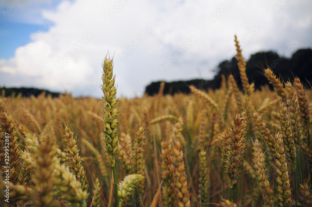 Gold wheat field and blue sky Gold wheat field and blue sky