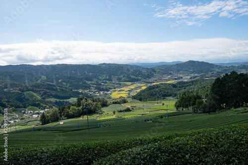tea fields