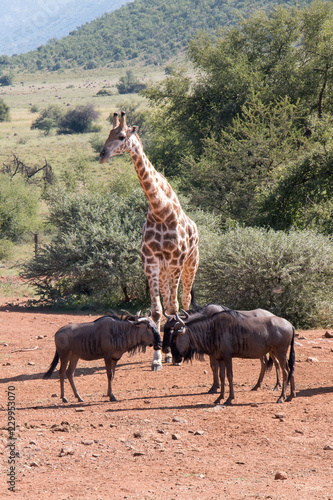Beautiful landscape of Giraffe and Wildebeest walking and grazing under African sky s