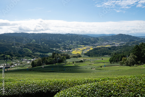 tea field