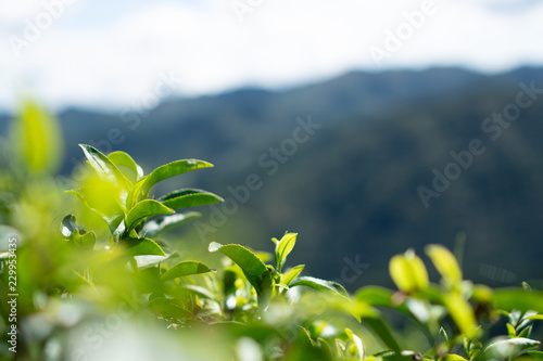 green tea
