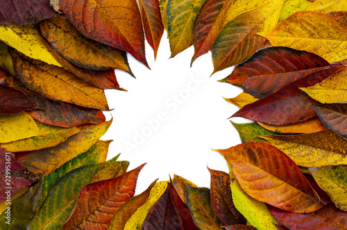 Round frame made of yellow green leaves, branches on white background. Flat lay, top view. Autumn still life