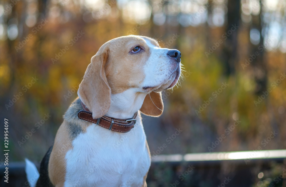 portrait of a Beagle dog in a yellow autumn Park