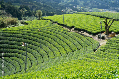 green tea