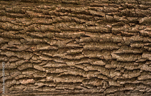 Relief texture of the brown bark of a tree with green moss on it. Horizontal photo of a tree bark texture. Relief creative texture of an old oak bark.