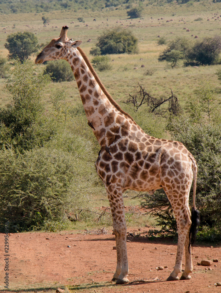 Obraz premium Giraffe walking and grazing on leaves and pollen in field
