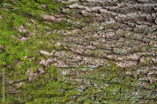 Relief texture of the brown bark of a tree with green moss on it. Horizontal photo of a tree bark texture. Relief creative texture of an old oak bark.