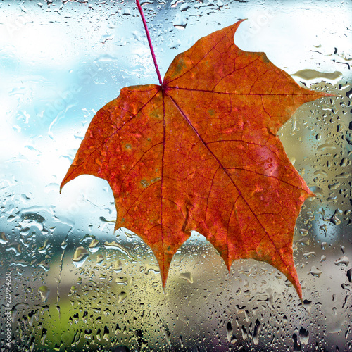 Autumn background. Drops of rain and maple leaf on the wet window glass and autumn colors of red orange and yellow. Blurred abstract texture background.