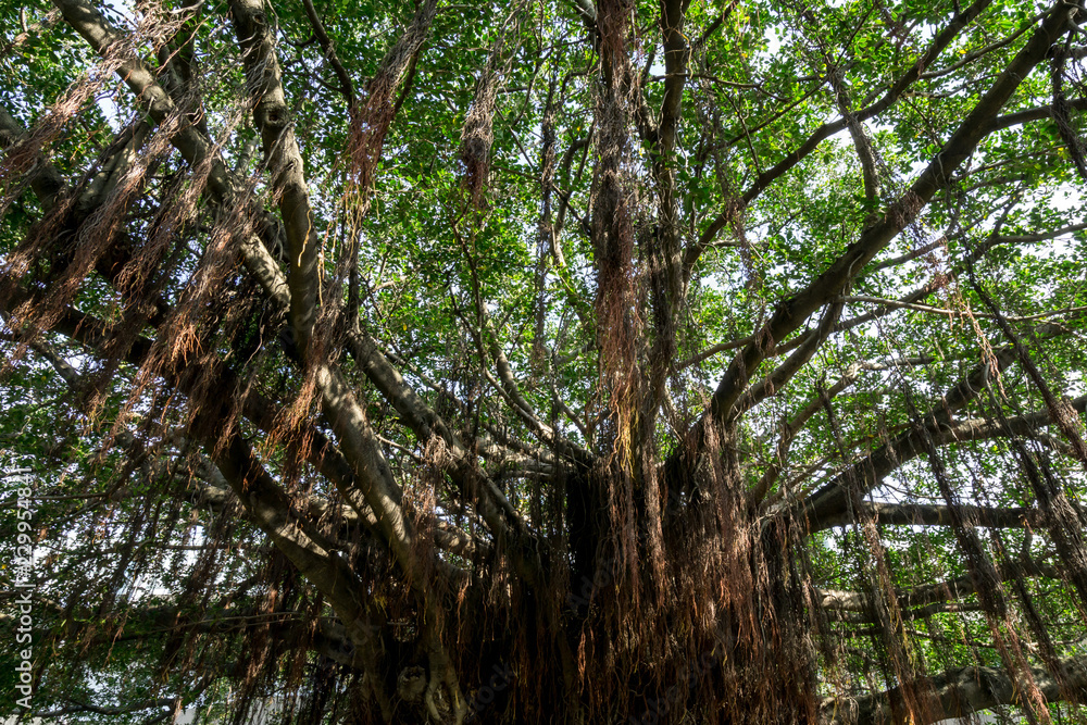 Fototapeta premium large ficus tree in sun yat sen memorial house