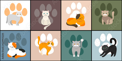 Cat background, seamless pattern. Vector. Exotic and ordinary cats. .