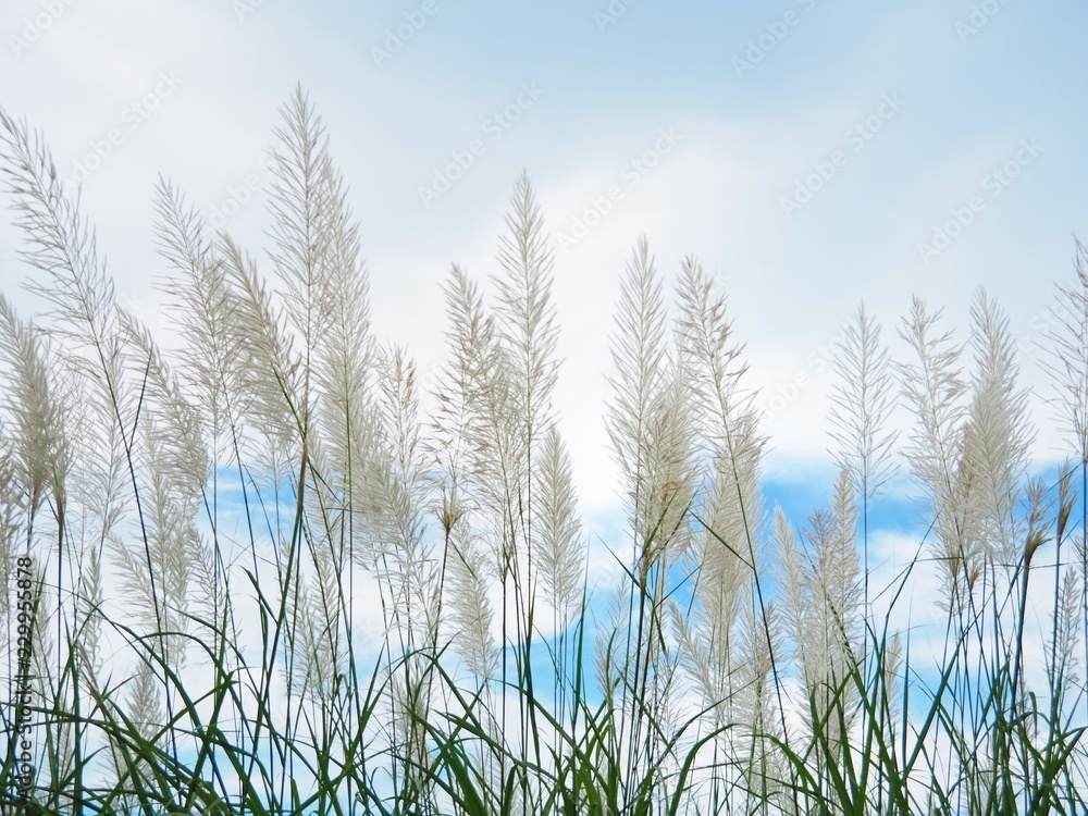 Obraz premium White grass flower The background is blue sky and white cloud in the summer concept is fresh and freedom
